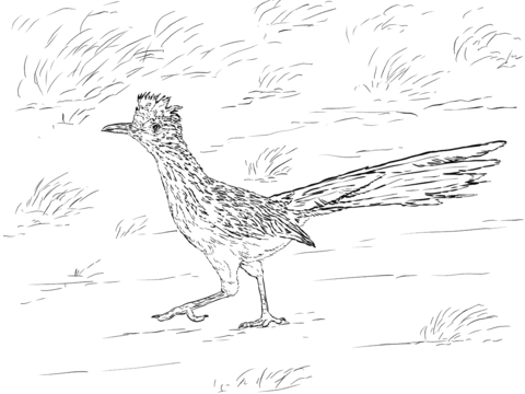 Realistic Greater Roadrunner Coloring Page